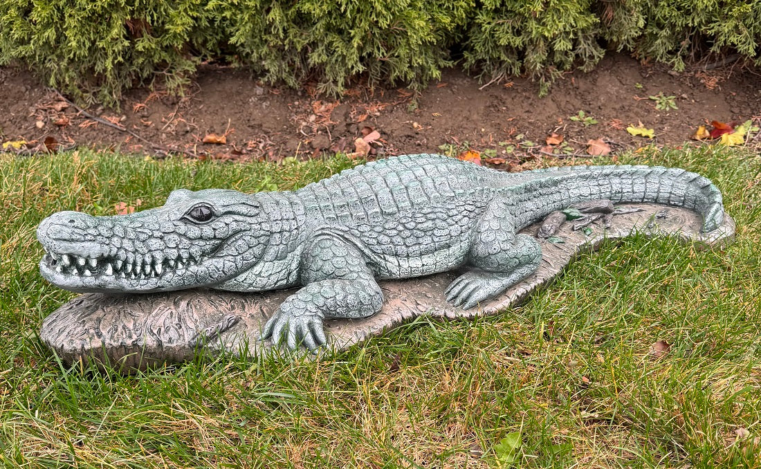 Alligator
