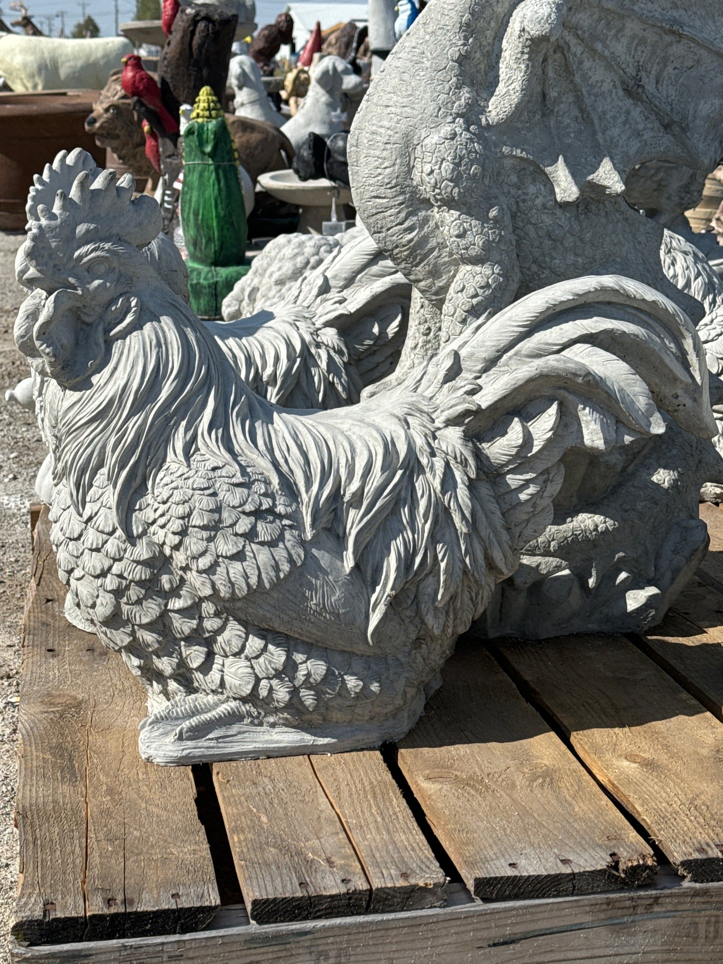 Chickens - Huge Rooster