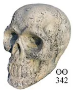 Skull - 10" tall