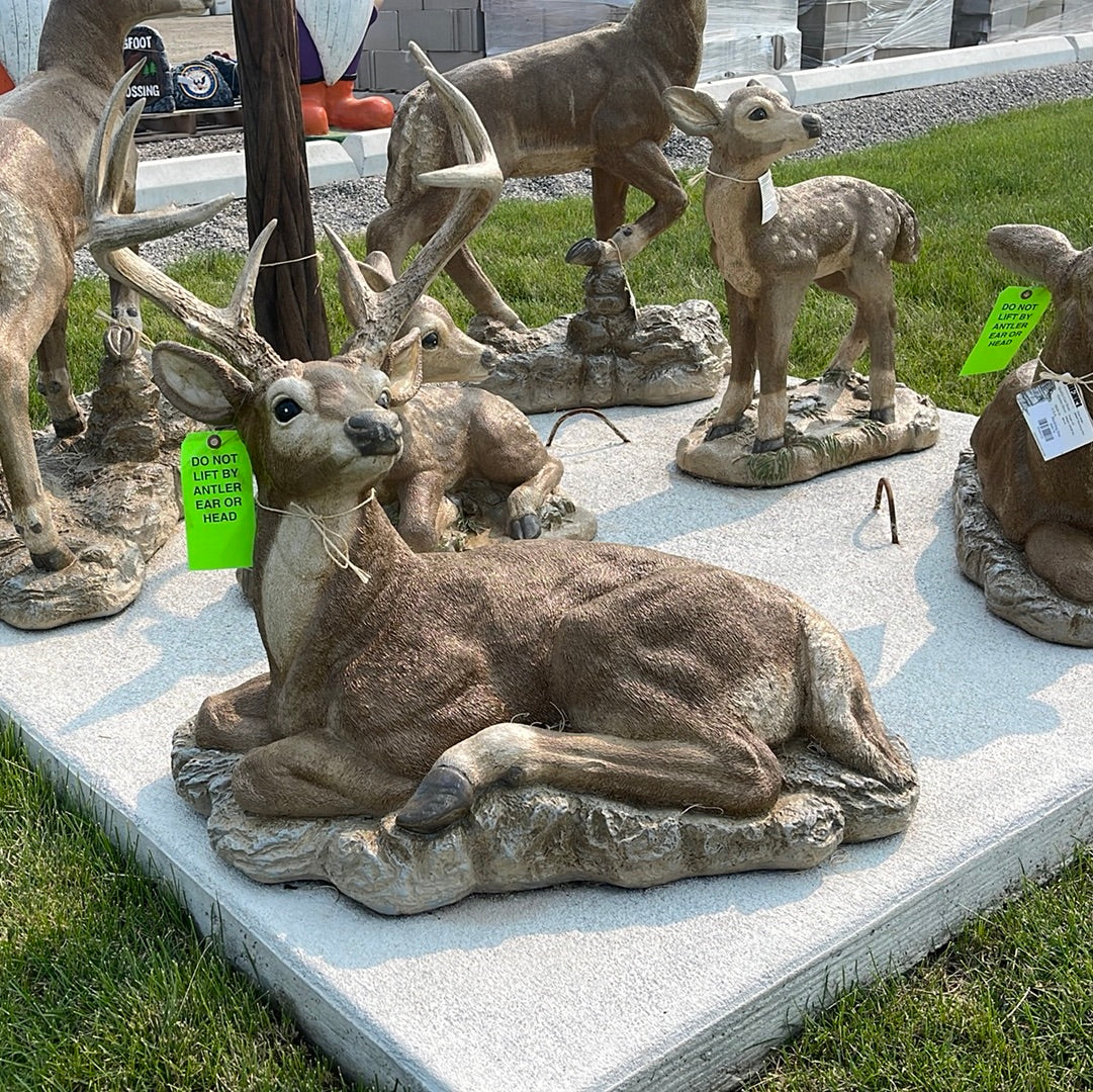 Deer - Reclining Buck