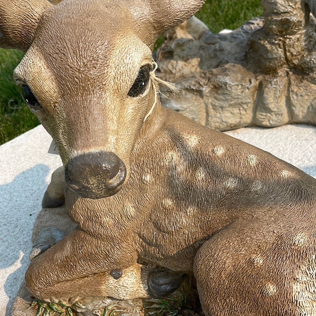 Deer - Fawn Raising on One Leg