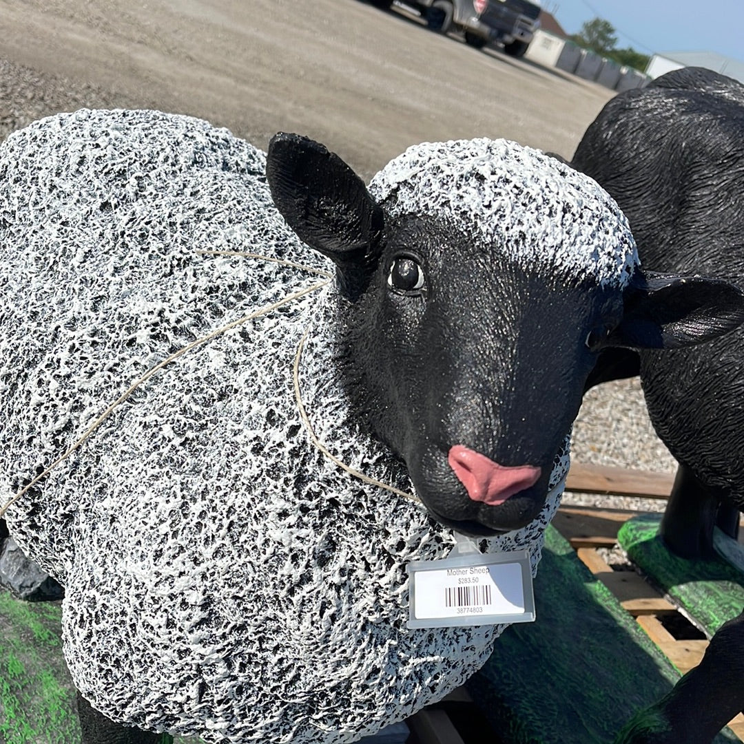 Sheep