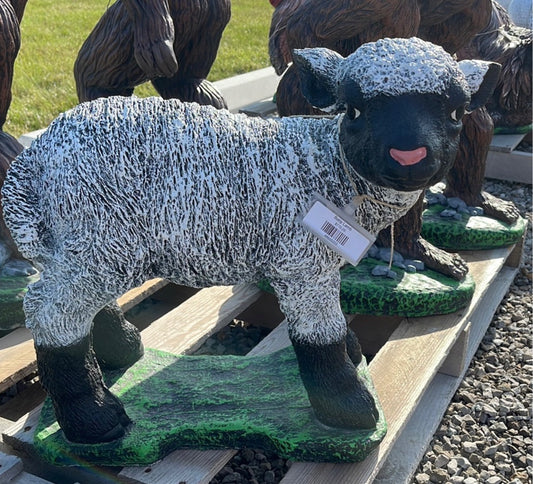 Sheep - Baby Lamb